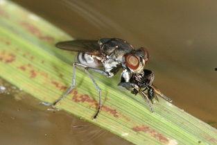 蝇视频,揭秘微观世界的奇妙之旅