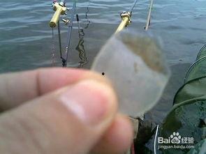 手竿溜鱼视频,视频教学带你轻松掌握