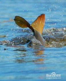 手竿溜鱼视频,视频教学带你轻松掌握