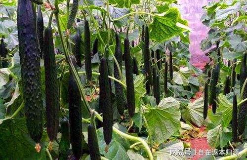 黄瓜断在里面了视频,黄瓜内部断裂瞬间揭秘