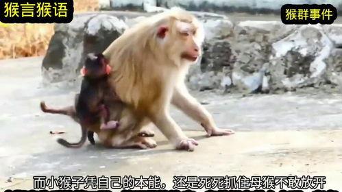 杀小猴子视频,一场惊心动魄的生存挑战