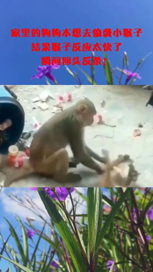 杀小猴子视频,一场惊心动魄的生存挑战