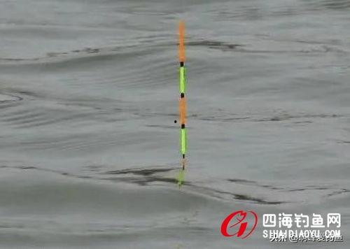 怎样钓鱼初学者视频,视频教程带你轻松入门